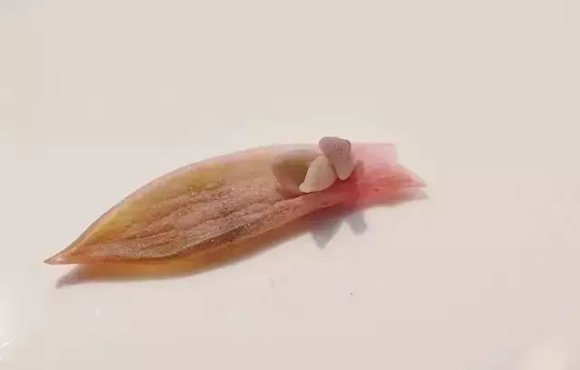 多肉花剑是个宝,多肉花剑可以干什么