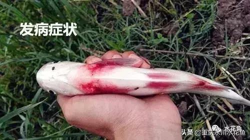 鲢鳙出血病防治方法,花白鲢败血症用什么药