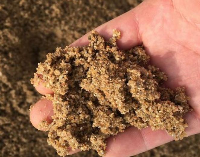 薄荷剪了一节插土里怎么活不了,薄荷剪下来直接摘能不能存活