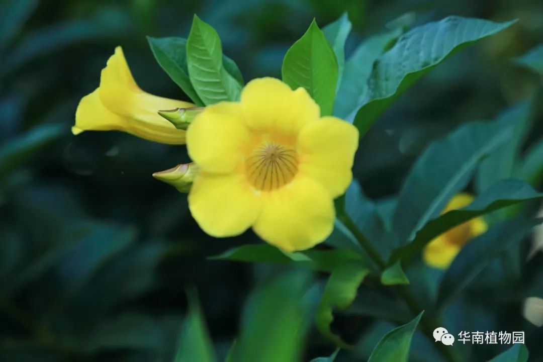 秋日识花:可爱紫红爱明黄