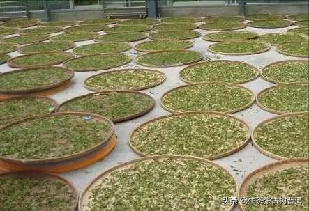 普洱生茶制作全工序,生普洱茶制作工艺的全过程