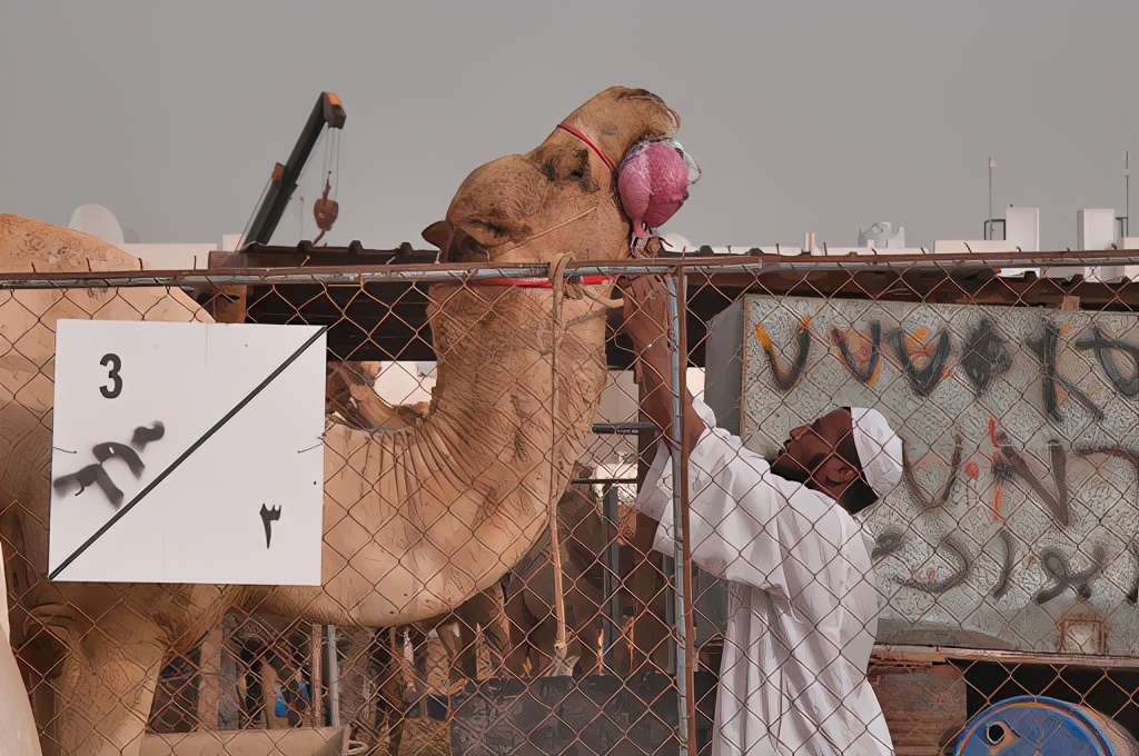 骆驼最里面的肉球是什么,骆驼挂嘴边的肉球是什么