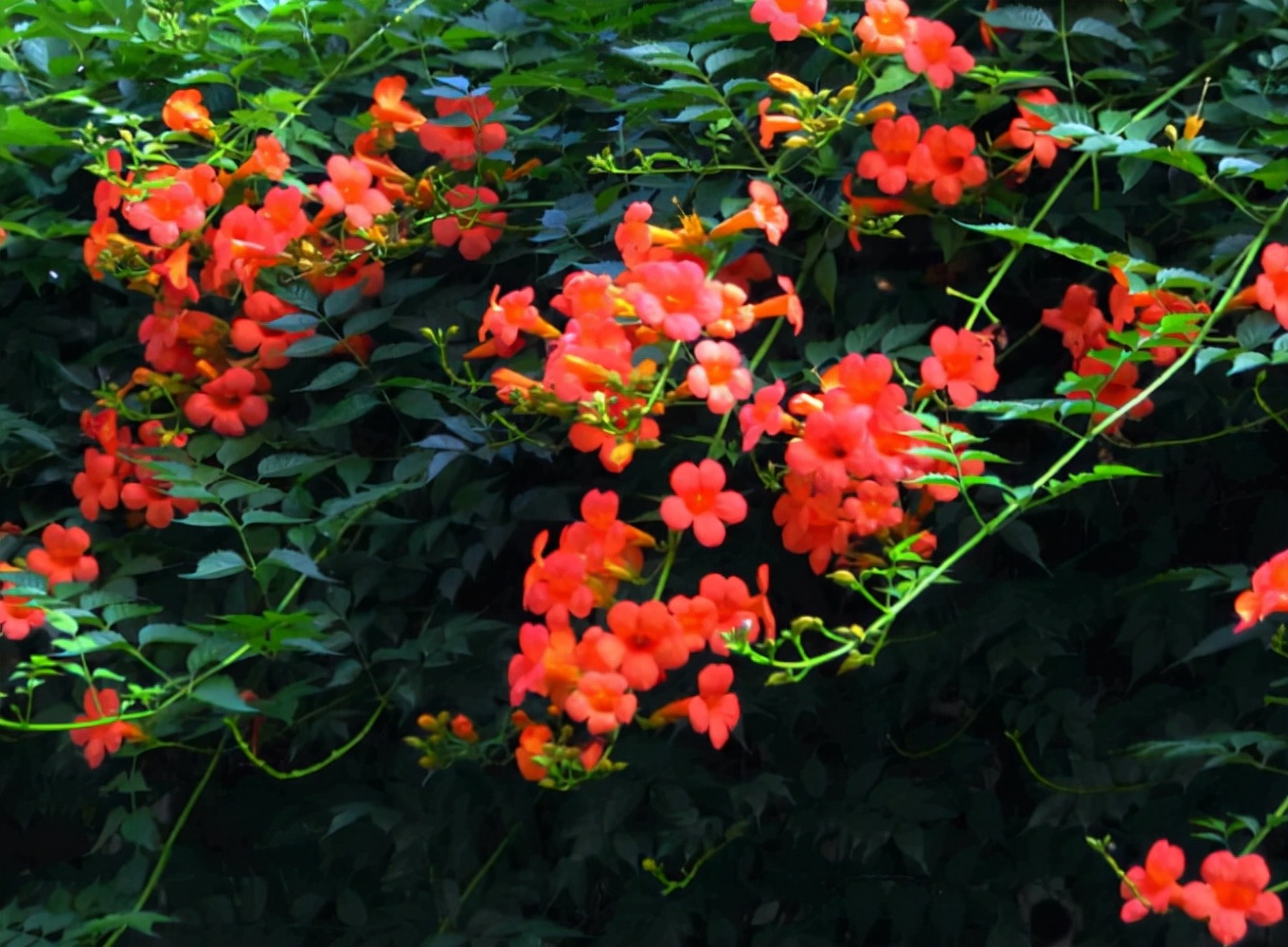 哪种爬墙花最香最好看又好养活,爬墙系列花