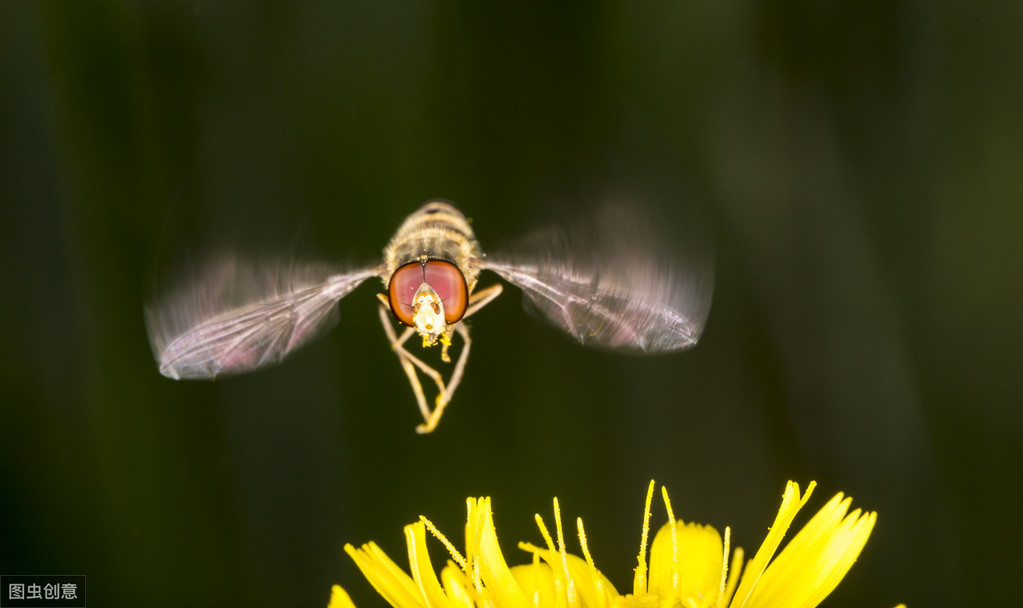 长得像蜜蜂确是苍蝇的亲戚,行为又是益虫的一种生物——食蚜蝇