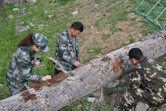 日本假鲫鱼入侵,却成钓友们的美味,一钓就一桶,比土生鲫鱼好吃