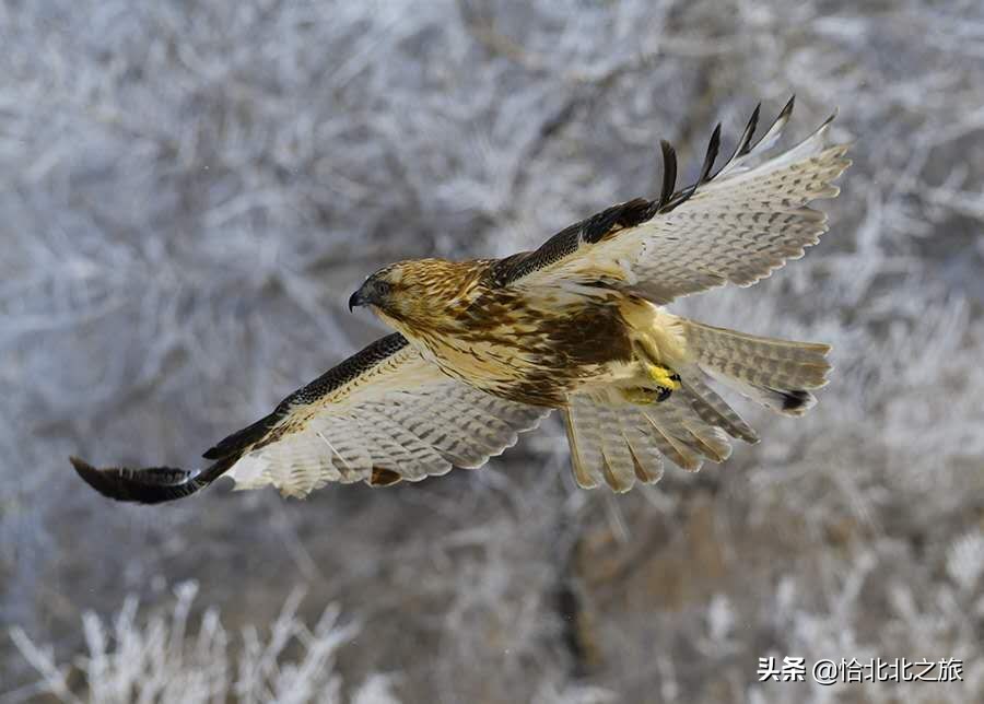 草原杀手,草原杀手视频