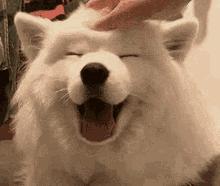 羊驼专治什么病,羊驼治愈厌食症