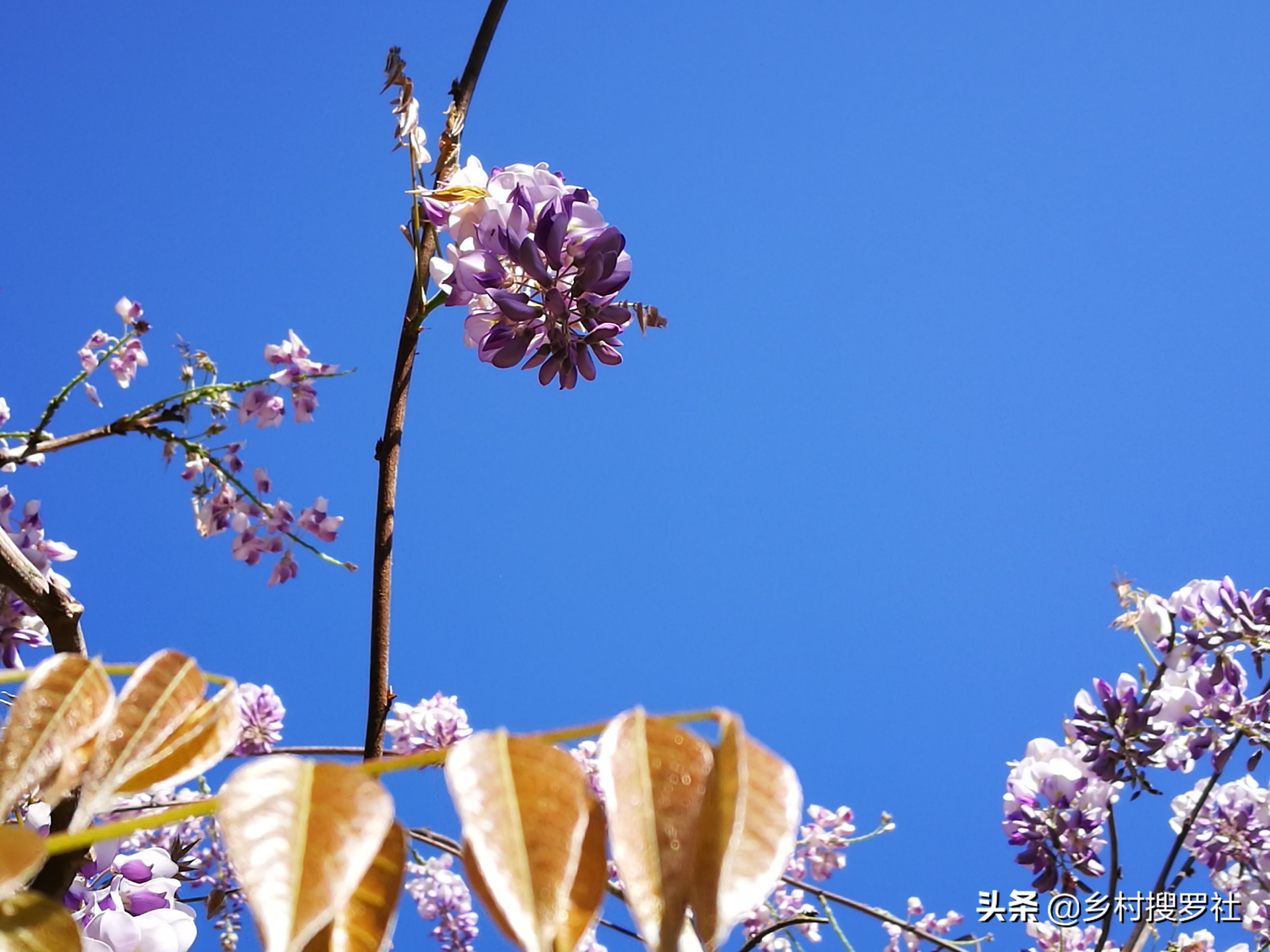 紫藤从幼苗开始经过几年才能开花,紫藤下山老桩的嫁接法