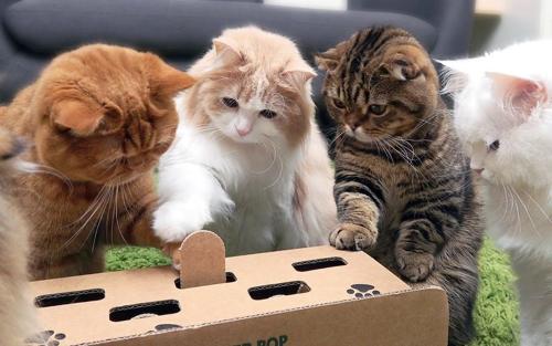 铲屎官做到这7点猫咪越养越干净,猫咪的健康是铲屎官最担心的事