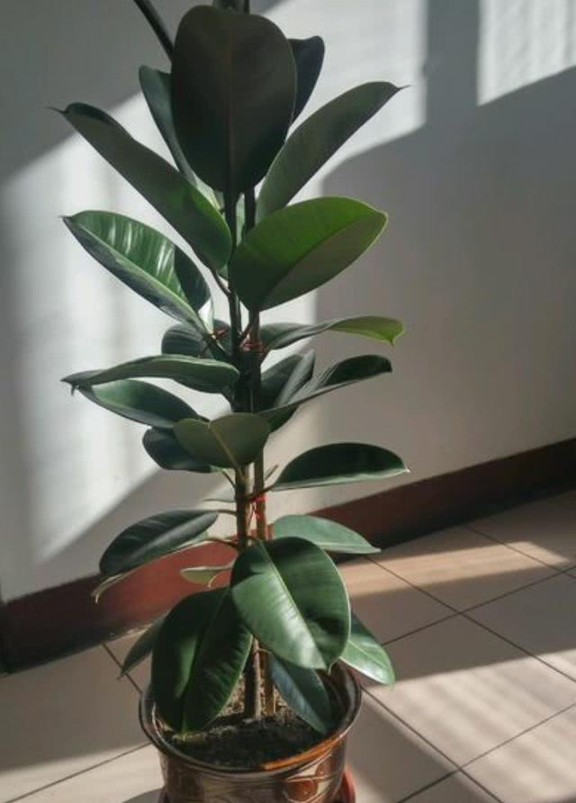 绿萝都养不活还能养什么花,好养活的懒人花绿萝