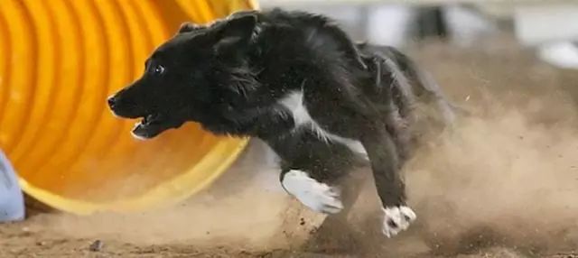 这12种狗,是天生的跑者!Run,写在基因里