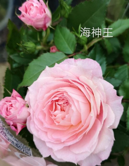 阳台系列月季品种大全,微型月季藤本月季