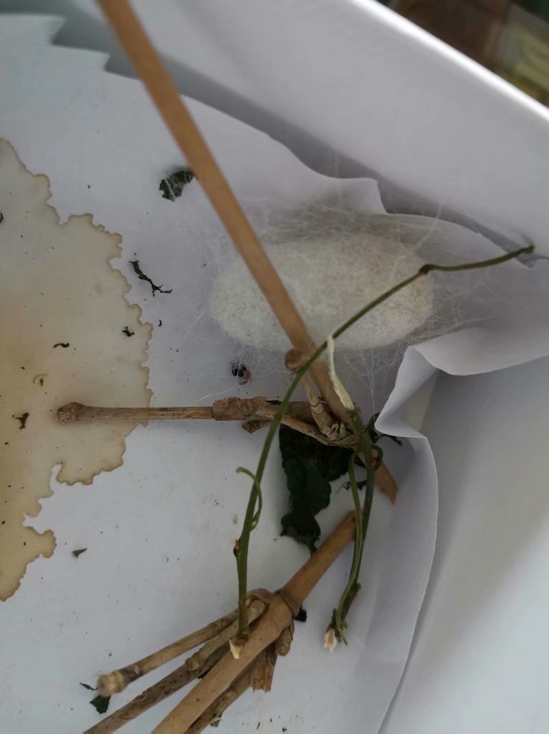 养蚕新手入门教程,养蚕二天会怎么样