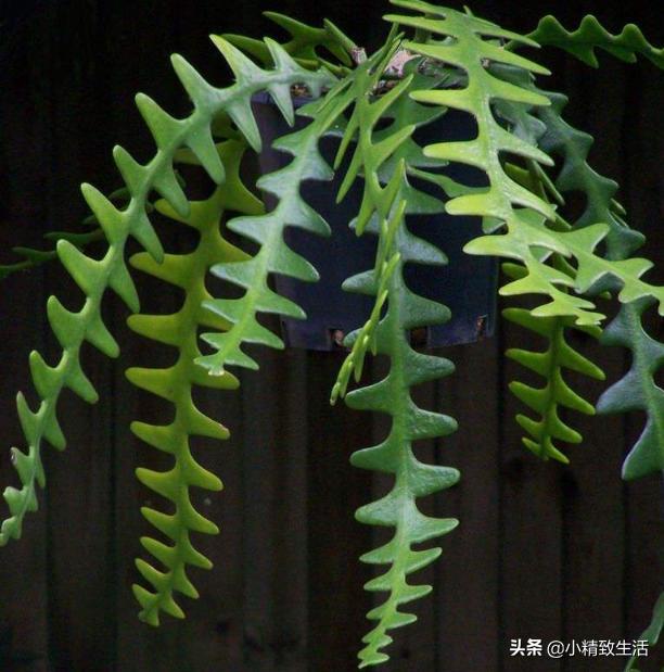 适合阳台养的10种多肉,多肉植物悬挂盆栽