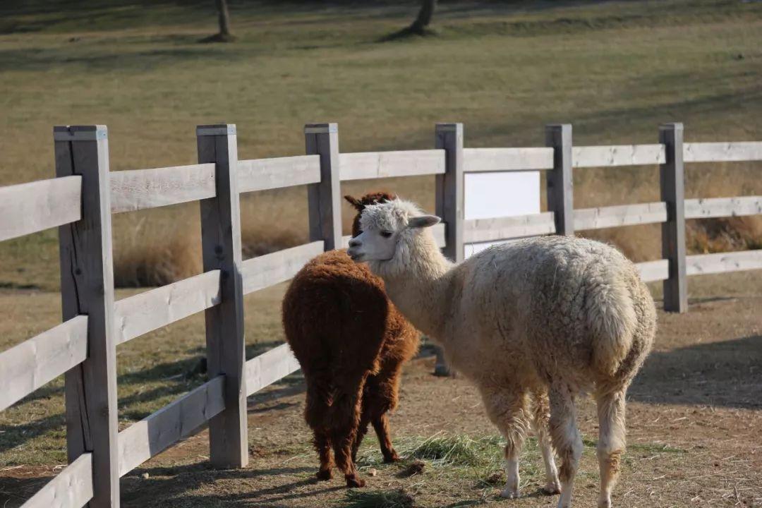 体验+创新+成长首届三寰牧场冬季大集开启