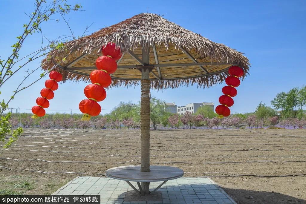 薰衣草花海真是太美了,北京薰衣草花海打卡网红地