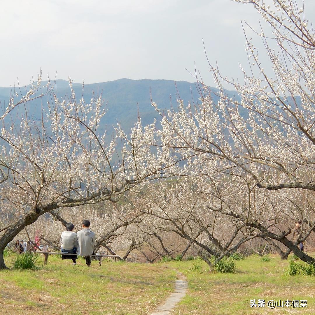不先一步感受春天的到来吗日本全国华丽的梅花名胜