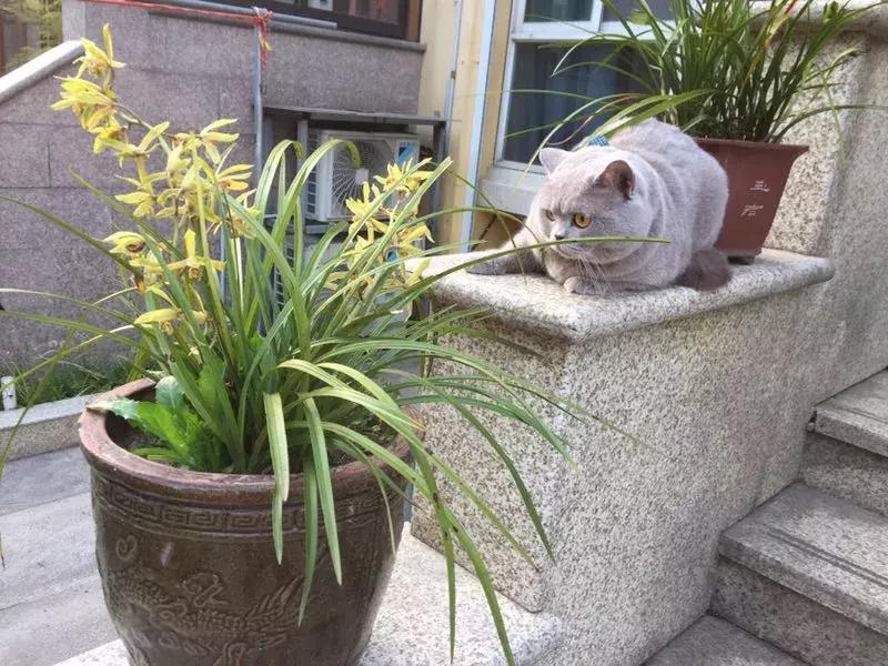 猫咪怪癖,猫咪的100种怪癖