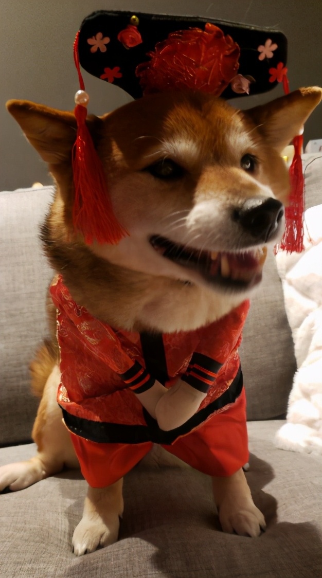 中国尿盆在美国高价热卖!放红酒当果盘,外国人这么好骗吗哈哈哈