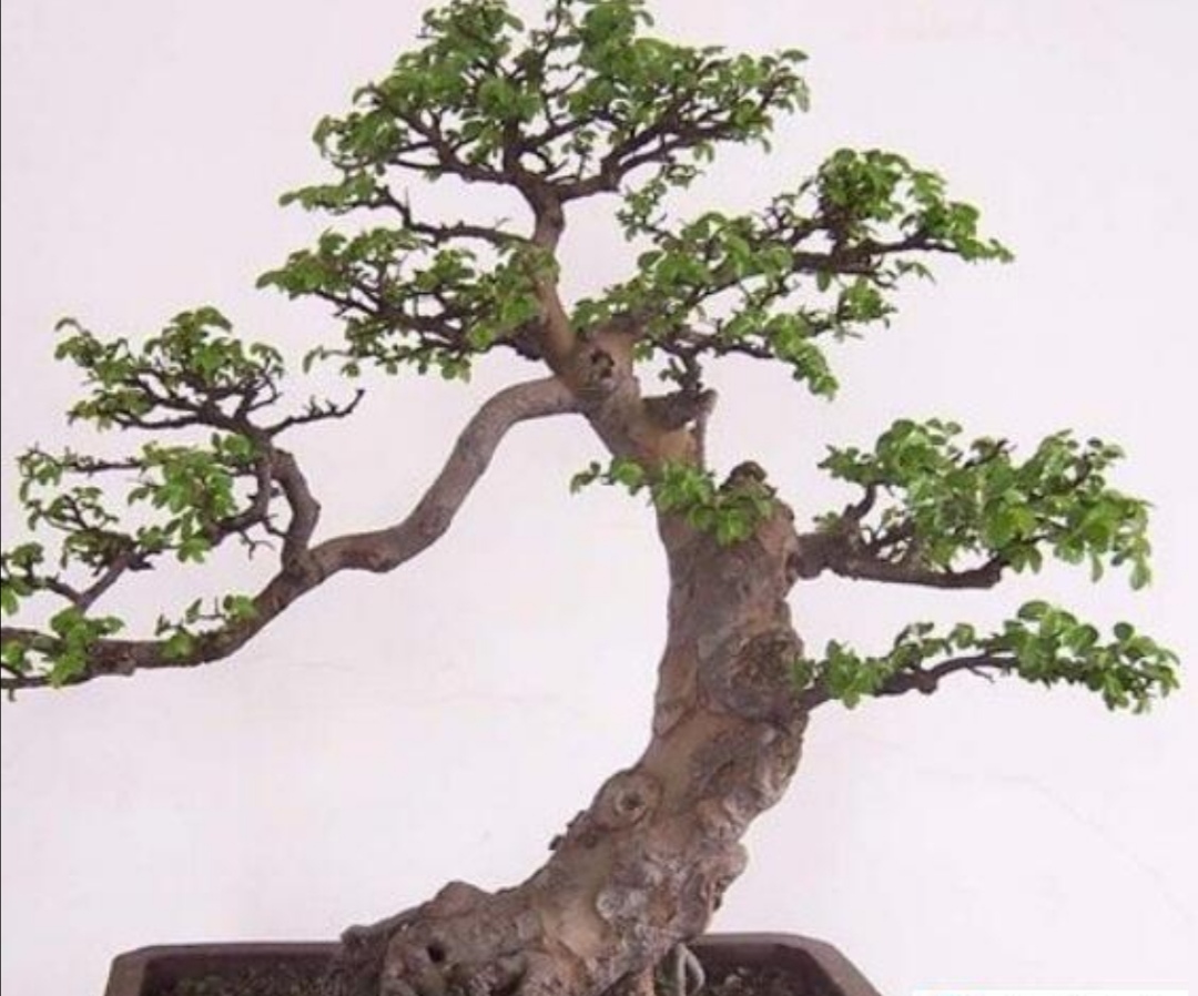 适合家庭养殖的盆景树,荆树疙瘩盆景如何造型