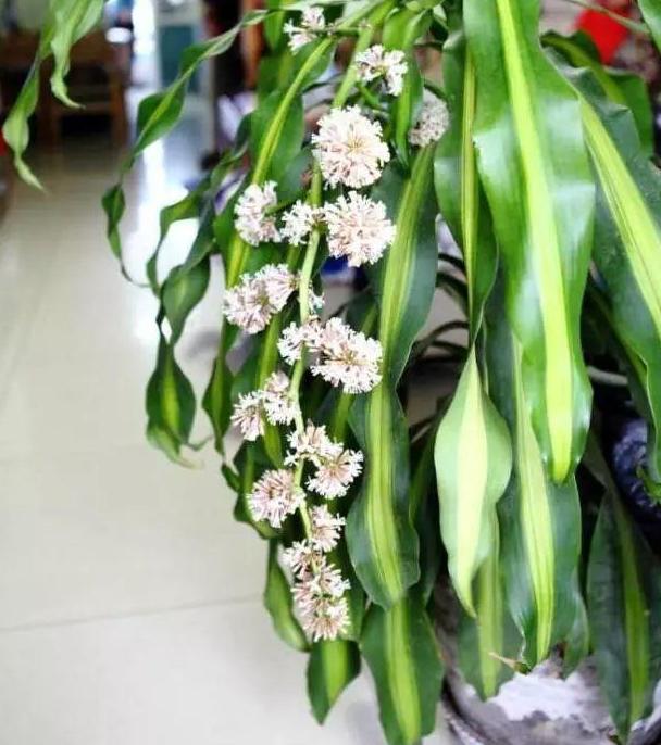 巴西木刚出四五片叶子能修剪吗,巴西木怎样修剪枝条视频教程