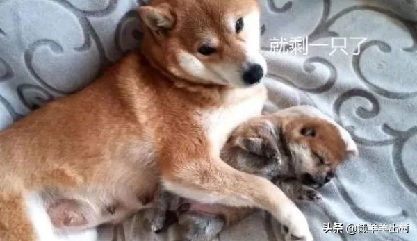 狗狗把主人手压身下,狗狗把小孩摁地上