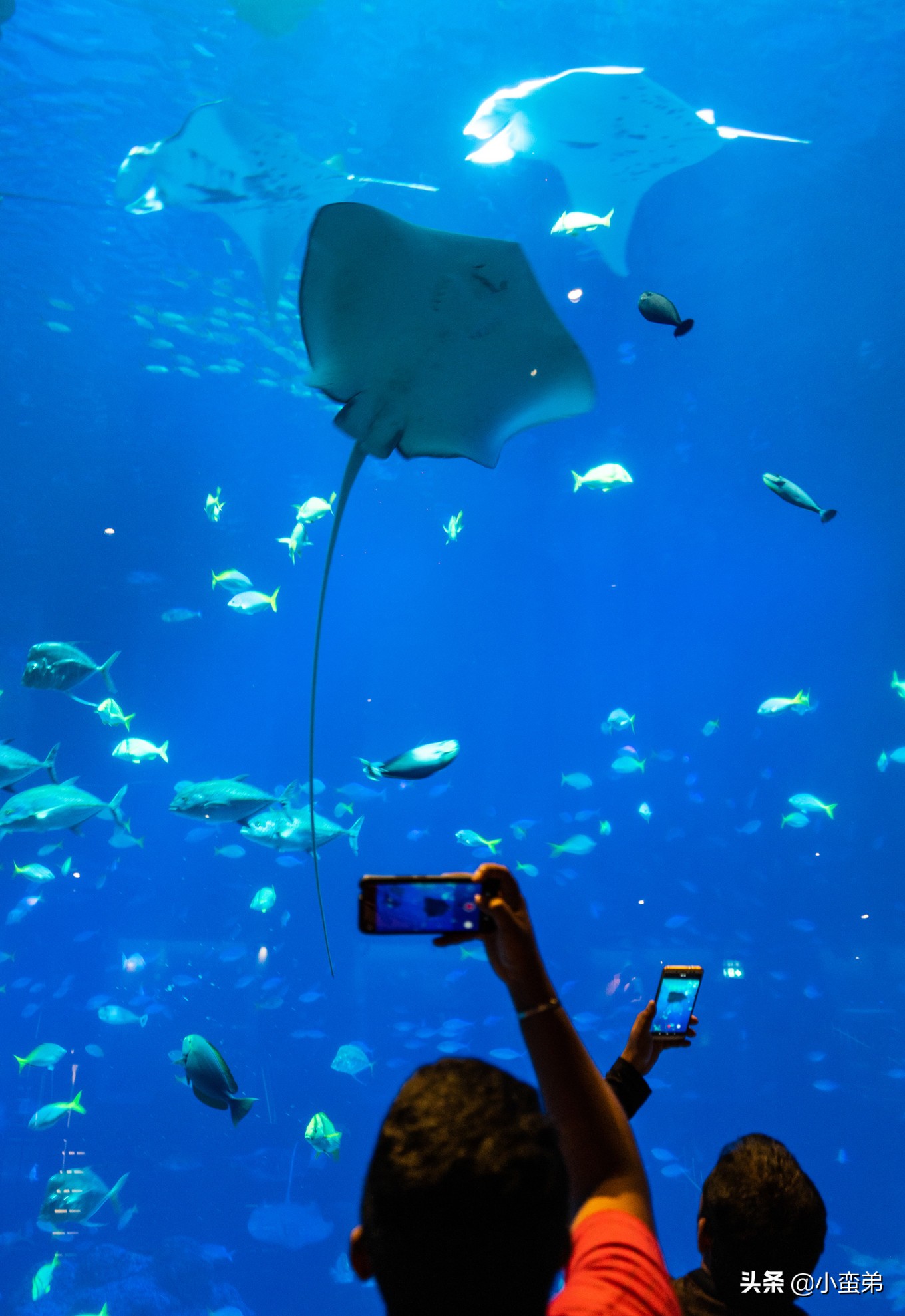 5年之许,小白逆袭重返新加坡