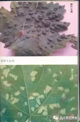 葡萄毛毡病怎么补救,葡萄毛毡病施用什么药剂
