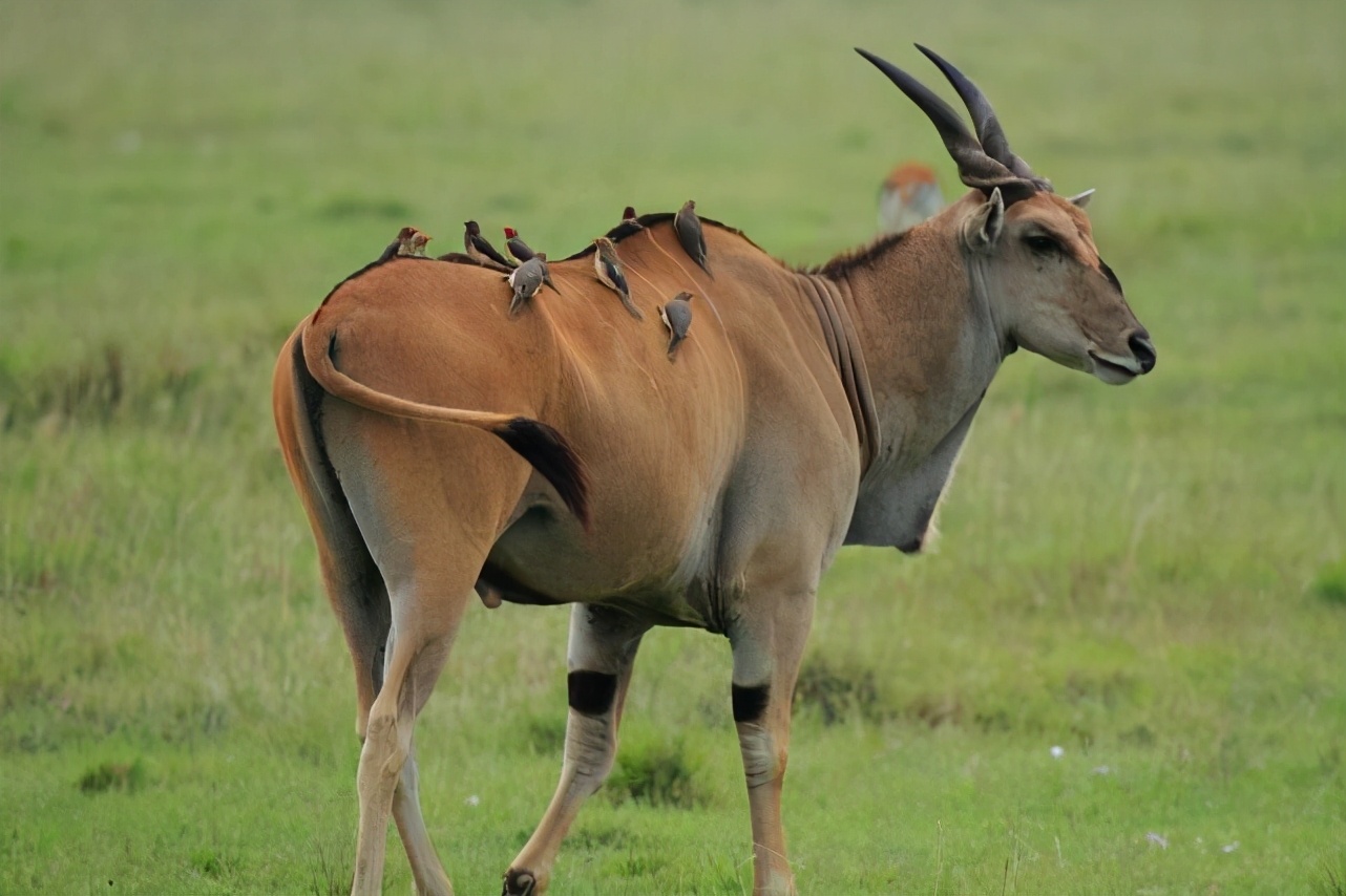 牛椋鸟是保护动物吗,牛椋鸟是好鸟吗