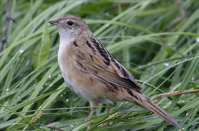 东江揽胜,惠州淡水常见鸟类图谱