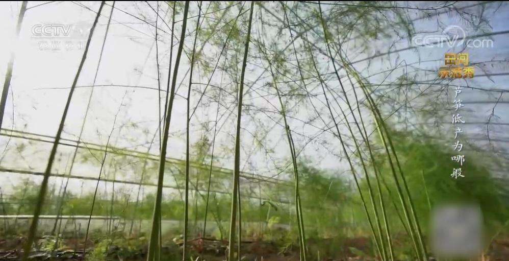 芦笋和竹笋的区别在哪,芦笋和笋有区别吗