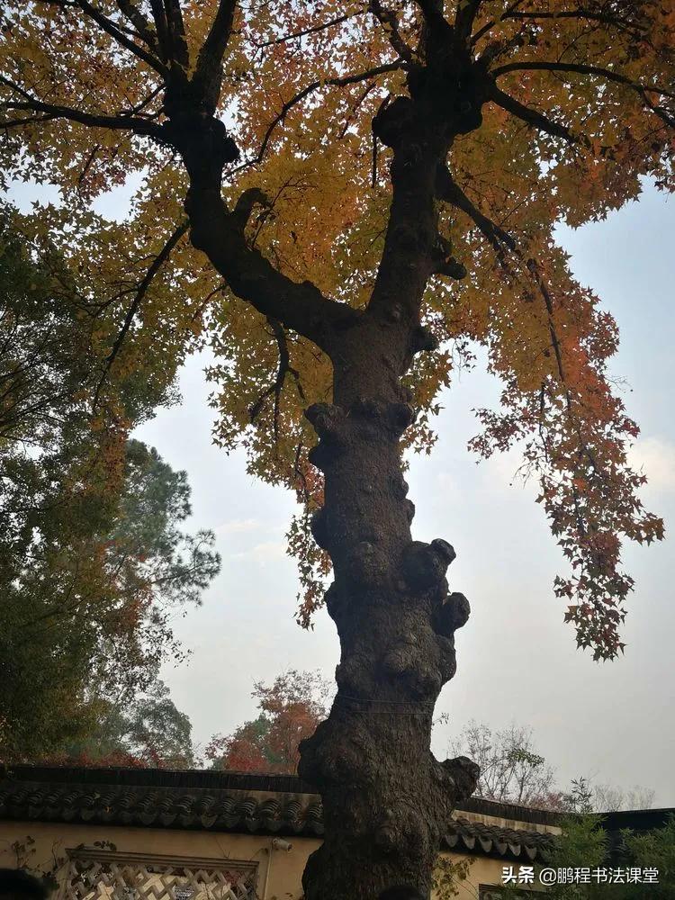 苏州最美的地方是哪里,苏州天平山最近景色