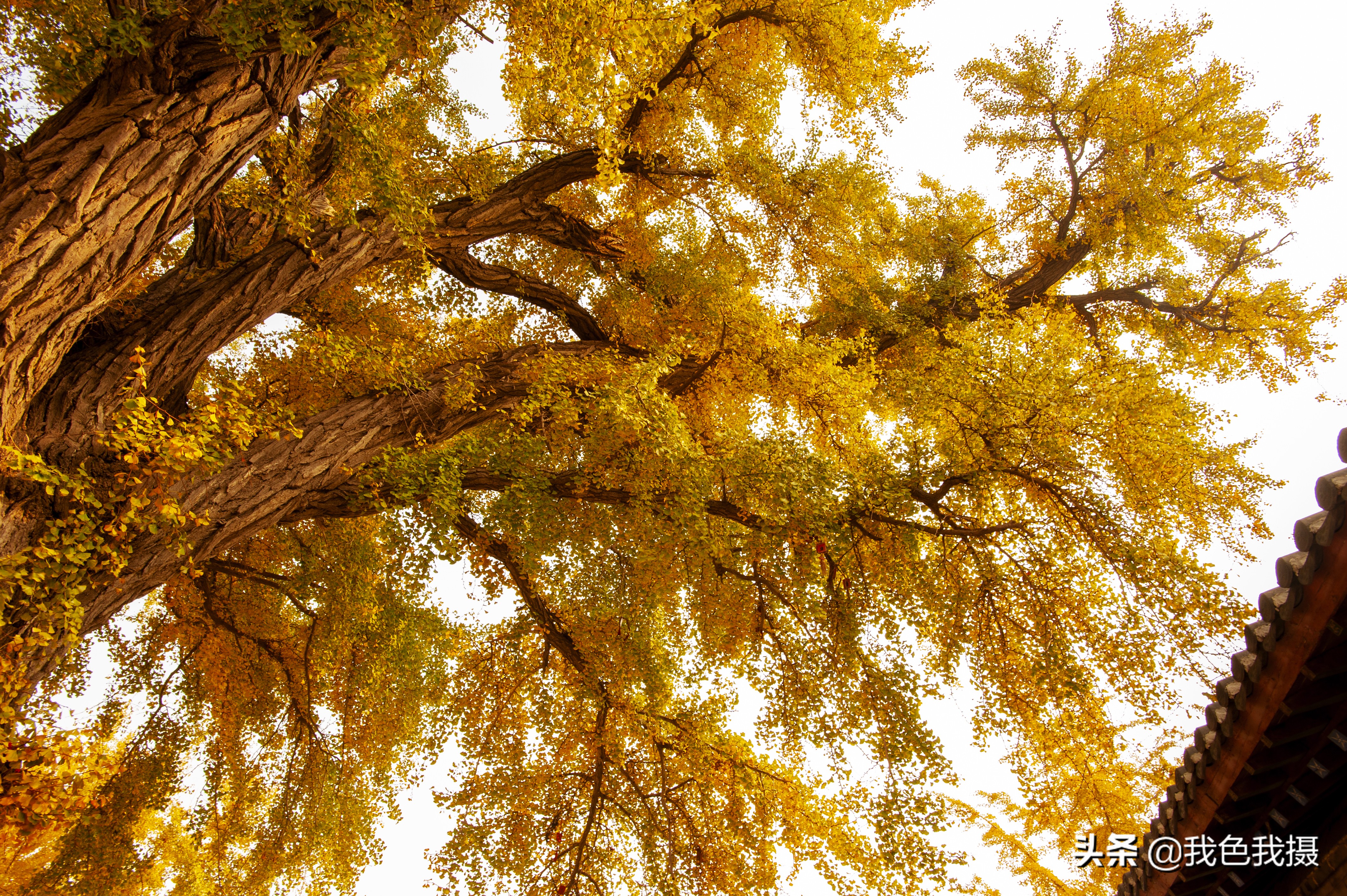 尼康D700加金广角PK佳能R5加16-35F4，微单不微