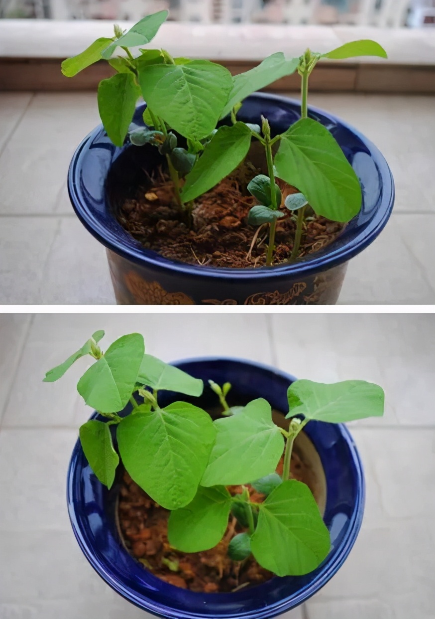 盆栽毛豆的种植方法和技术,盆栽毛豆种植方法