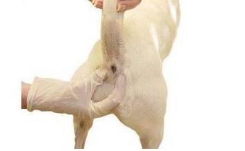 不给狗狗挤肛腺会得皮肤病吗,不给狗挤肛肠腺可以吗