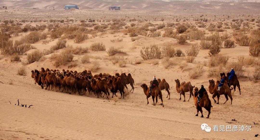 戈壁红驼，乌拉特草原上的珍珠