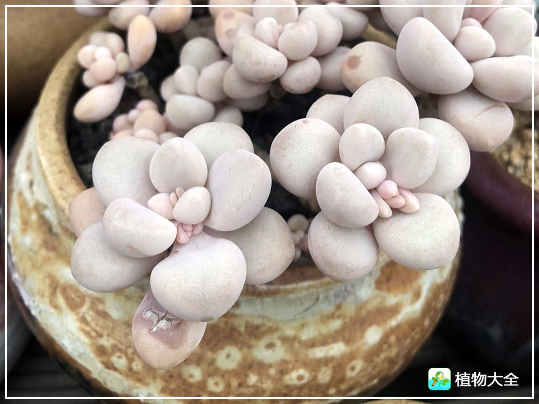 多肉植物艾伦视频,多肉植物艾伦价位