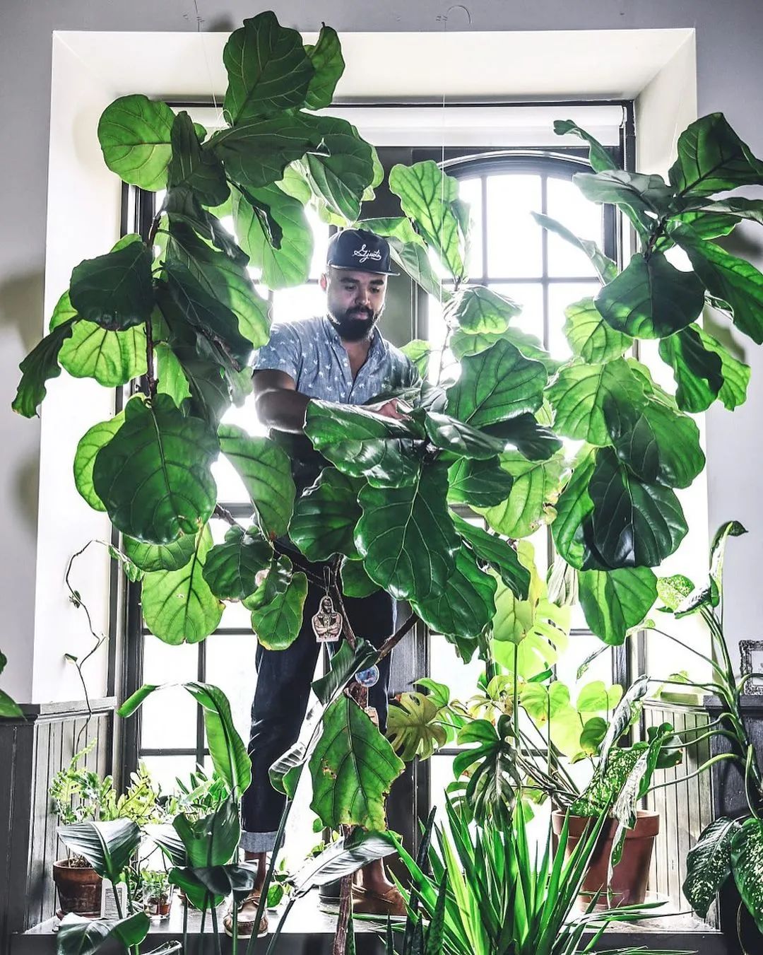 金盆洗手吧，植物杀手们