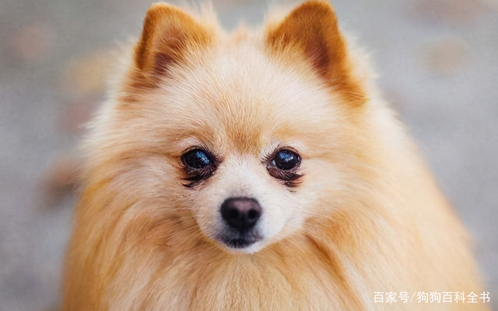 小体博美去除泪痕,有什么办法能去掉博美的泪痕