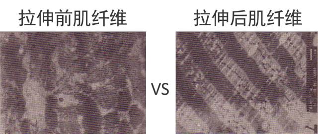 小臂拉伸细节,跳绳热身拉伸动作细节