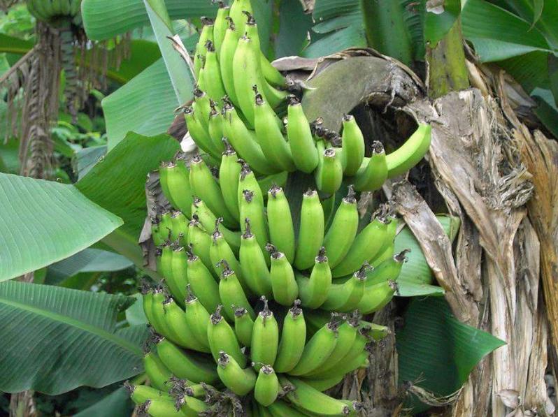 香蕉最低多少度会受冻,广西南宁香蕉受冻最新情况