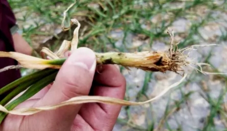 雨水多麦子播种注意事项,雨水太多种葱合适吗