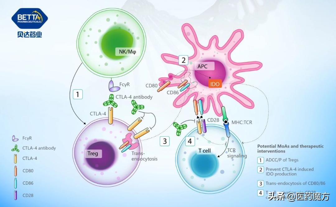 贝达药业小分子靶向抗癌药物,贝达药业抗肿瘤药