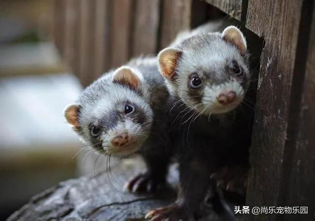 养了两只狗被偷了,宠物雪貂吃老鼠