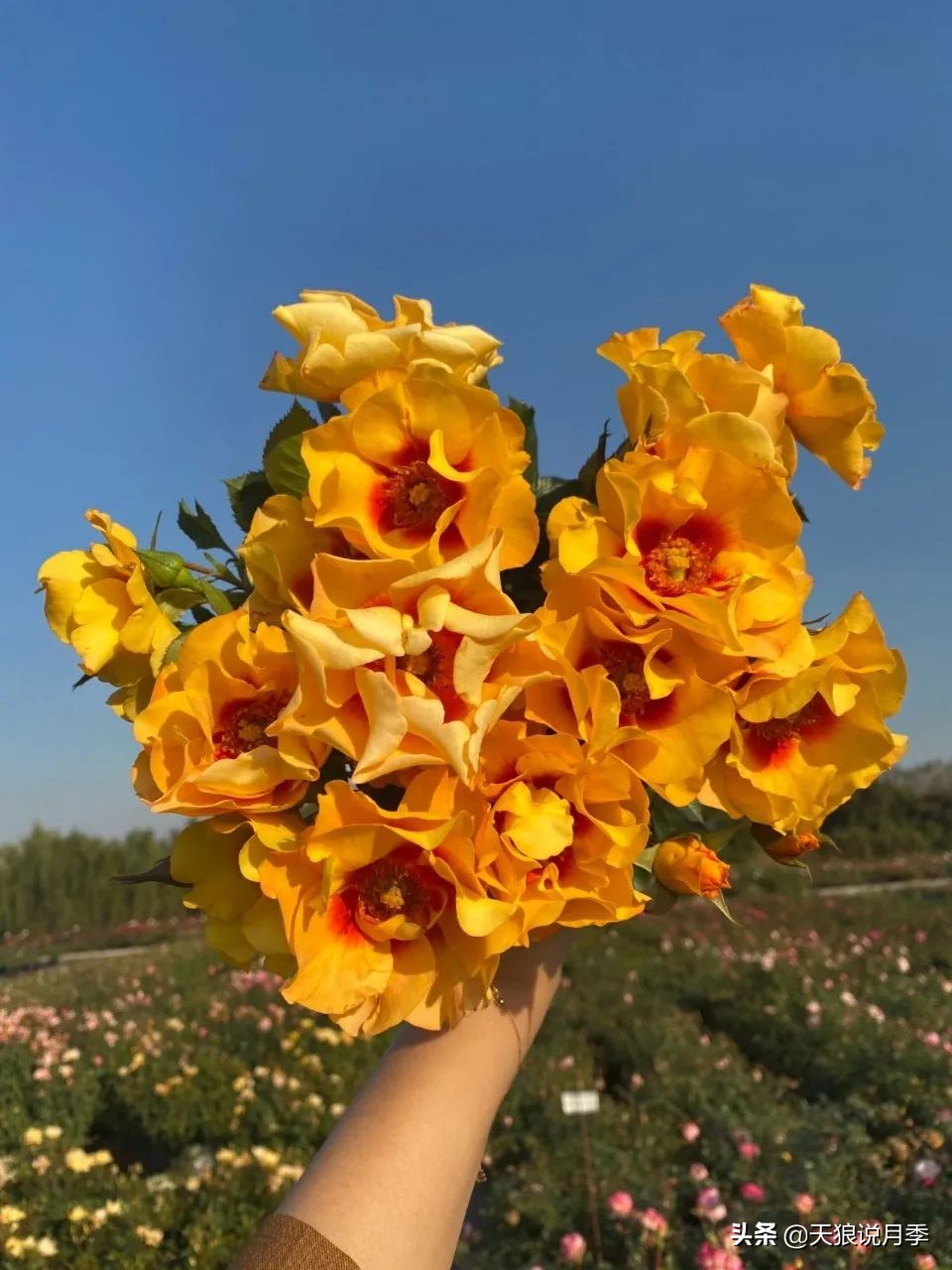 2022年天狼月季新品,月季天狼新品曝光