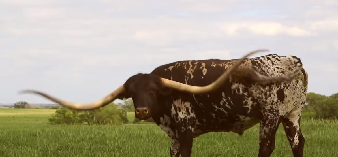 给牛身上开洞,牛身上的洞是怎样开的