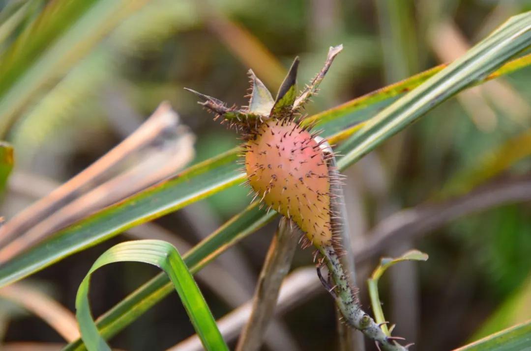 硬核整理!高清中药教材原植物彩*图色**谱(四期)