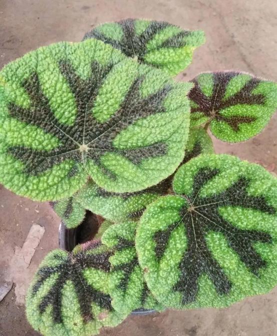 南京市园林局最新发布的室内植物甲醛吸收能力排行榜