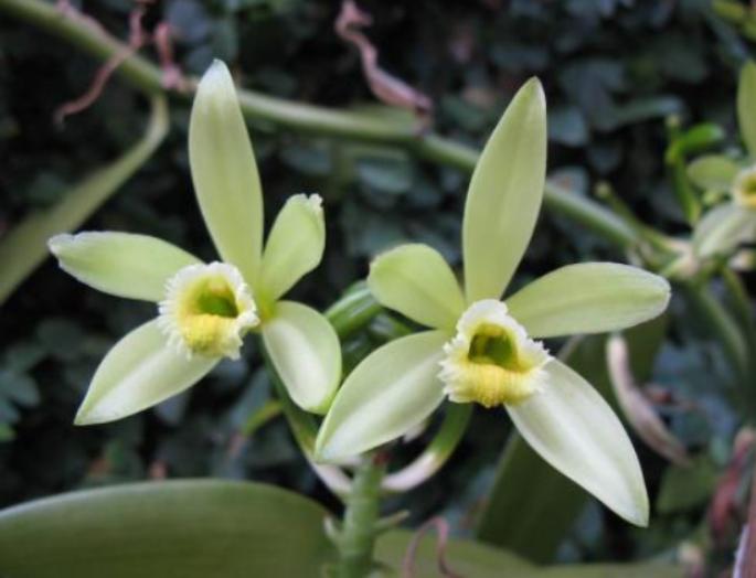 香草荚豆荚,香草荚顶级