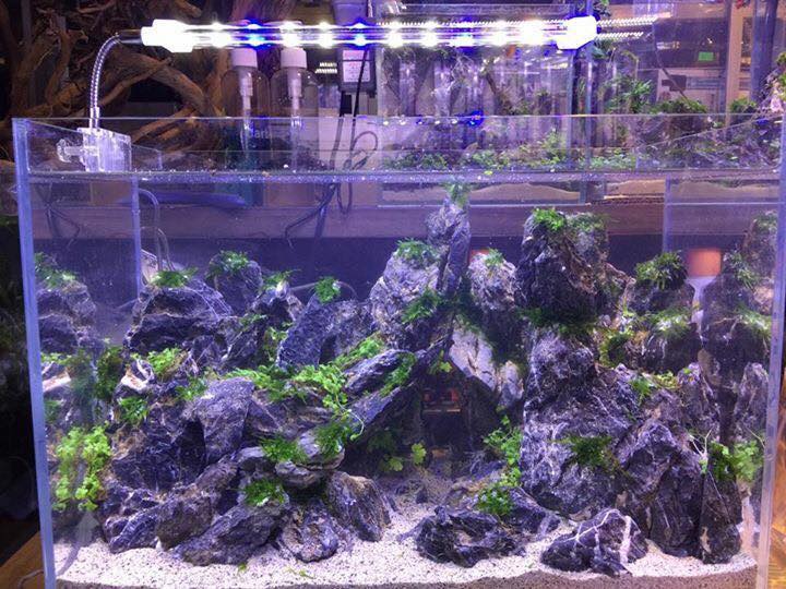 中国草缸,中国草缸造景图